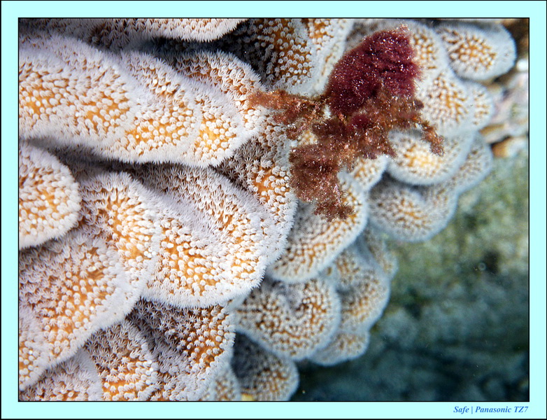 2012 - 07 - Apoh Island 89